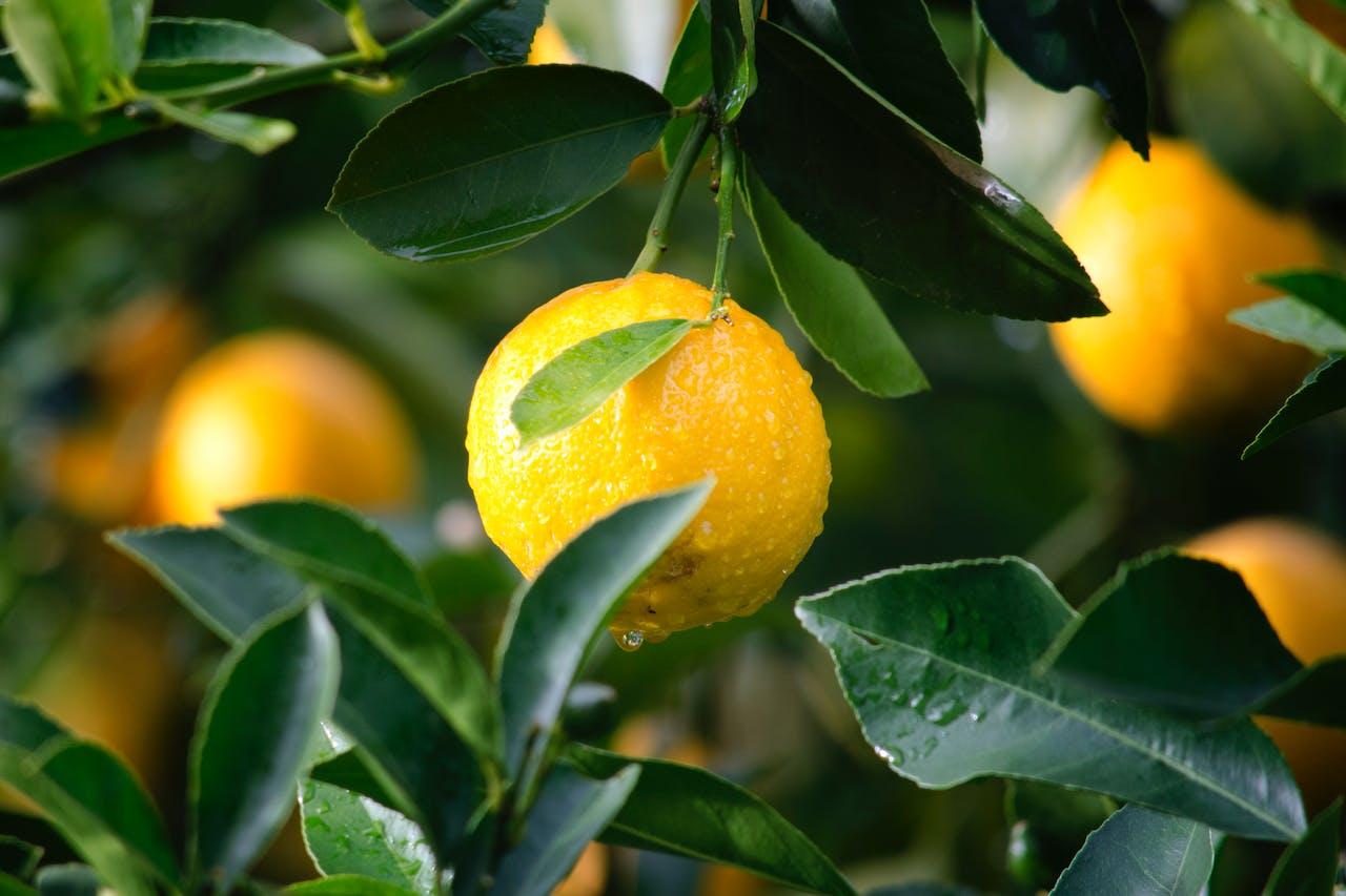 Što se događa s vašim tijelom kada uzimate vitamin C svaki dan?