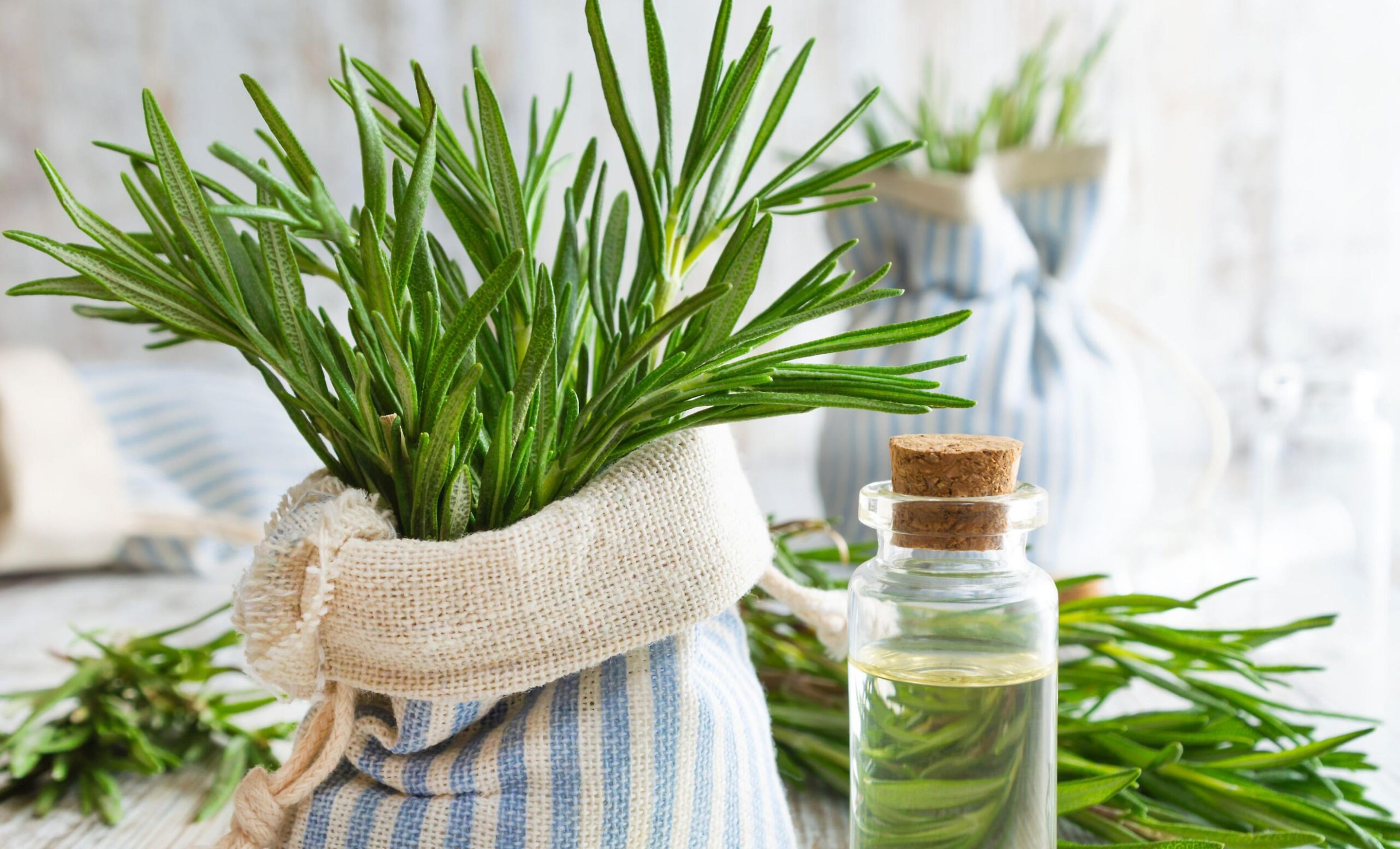 Voda s ružmarinom za rast kose hit je na društvenim mrežama: Provjerili smo istinitost!